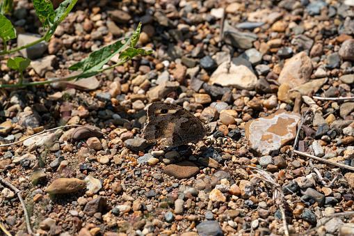 Grayling butterfly of brown color sits on stones.