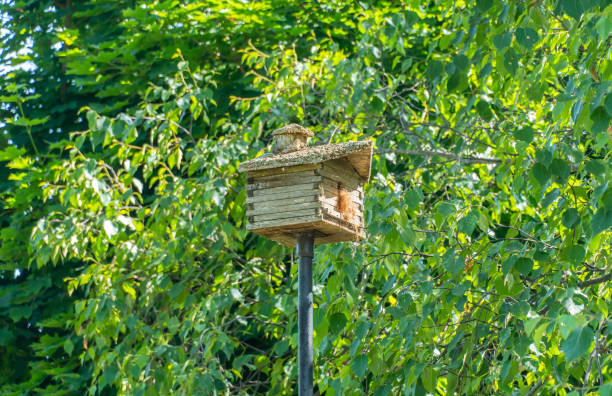 birdhouse en green trail en pike bay en el lago huron, ontario, canadá. casa de madera para la anidación de aves. - birdhouse house bird house rental fotografías e imágenes de stock