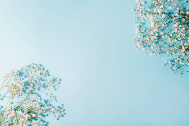 istock White gypsophila flowers on light blue background in sunlight. Top view, flat lay, copy space 1418816920