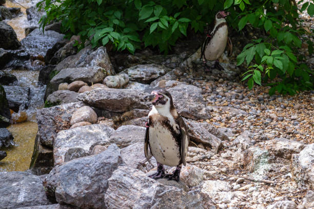beauval - pinguim-do-cabo no parque - jackass penguin penguin zoo swimming animal - fotografias e filmes do acervo