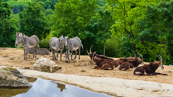 Beauval - zebra and gazelle