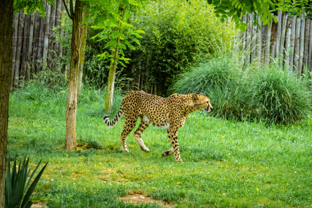 istock Beauval - cheetah in park 1418817927