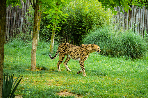 Beauval - cheetah in park