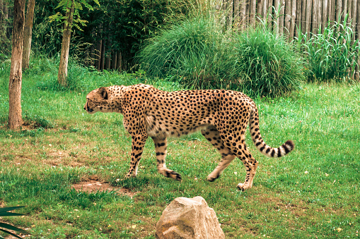 Beauval - cheetah in park