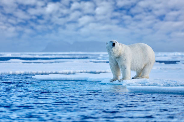 istock Arctic Canada. Polar bear on the drifting ice with snow and evening pink blue sky, Svalbard, Norway. 1418818049