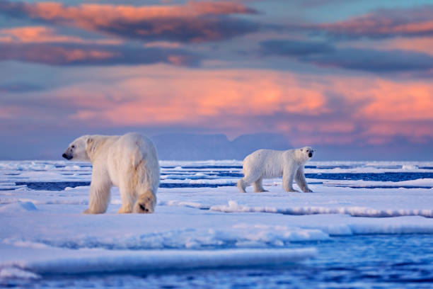 istock Arctic Canada. Polar bear on the drifting ice with snow and evening pink blue sky, Svalbard, Norway. Wild danger animals in the nature habitat, two polar bears. 1418818053