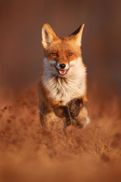Fox sunset, orange evening light. Orange fur coat animal in the nature habitat. Fox on the green forest meadow. Red Fox hunting, Vulpes vulpes, wildlife scene from Europe. Evening sunset. stock photo