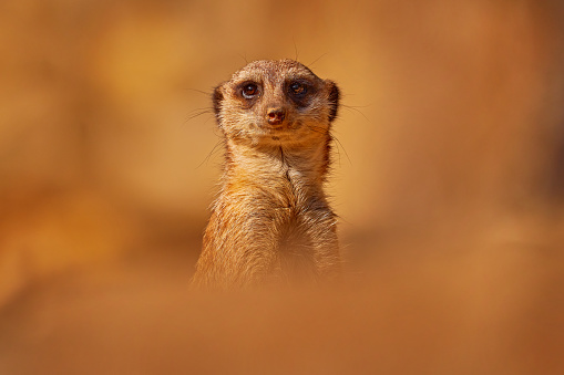 Suricato, Suricata suricatta, retrato en arena, Namibia. Hermoso animal en el hábitat de la naturaleza. Escena de vida silvestre de la naturaleza, imagen divertida. Luz de fondo soleada en la naturaleza. Hiden Suricato. photo
