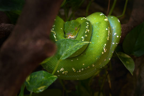 istock Green tree python, Morelia viridis, snake from Indonesia, New Guinea. Detail head portrait of snake, in the forest. Reptile in the forest habitat. Wildlife scene from Asia nature. 1418818090