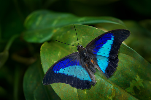 Blue Morpho butterfly with wings open pearched on a large green leaf