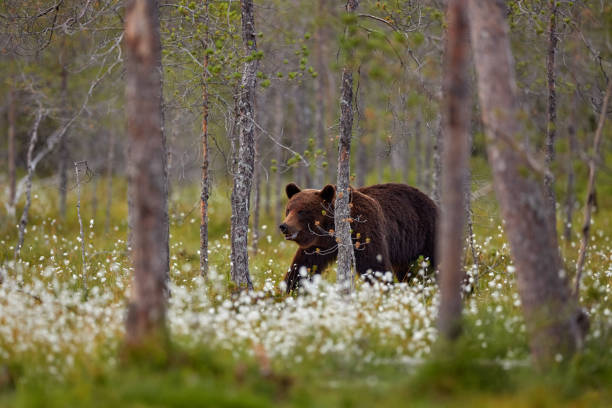 istock Summer wildlife. Bear standing,  sit up on its hind legs, somerr forest with cotton grass.  Dangerous animal in nature forest and meadow habitat. Wildlife scene from Finland near Russian border. 1418818137