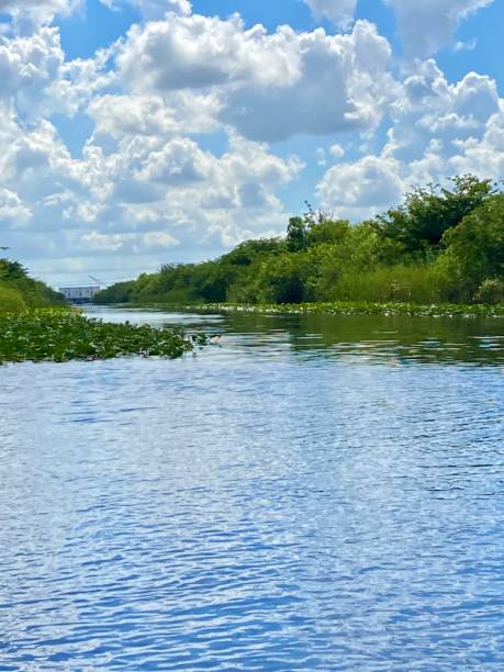 istock USA - Miami - Everglades Park 1418819238