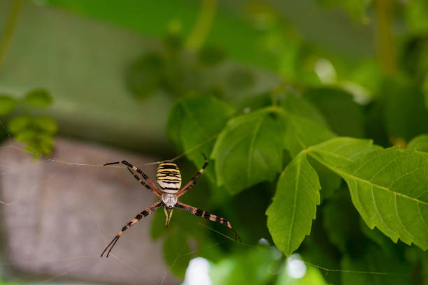 Black and white Argiope Spider on web spider with morning light in the park