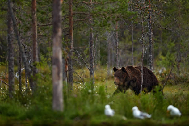istock Summer wildlife. Bear standing,  sit up on its hind legs, somerr forest with cotton grass.  Dangerous animal in nature forest and meadow habitat. Wildlife scene from Finland near Russian border. 1418819482