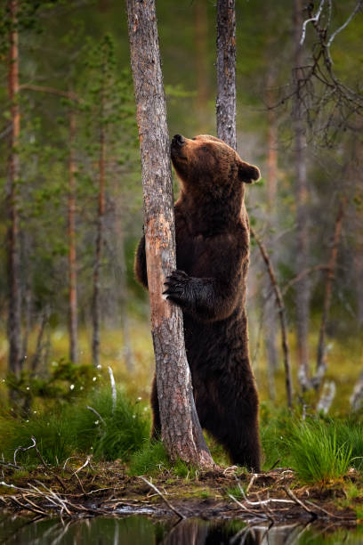 istock Summer wildlife. Bear standing,  sit up on its hind legs, somerr forest with cotton grass.  Dangerous animal in nature forest and meadow habitat. Wildlife scene from Finland near Russian border. 1418819488