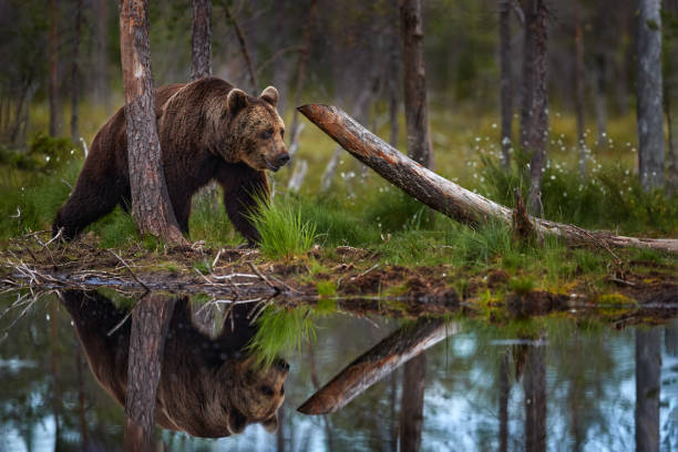 istock Summer wildlife. Bear standing,  sit up on its hind legs, somerr forest with cotton grass.  Dangerous animal in nature forest and meadow habitat. Wildlife scene from Finland near Russian border. 1418819497