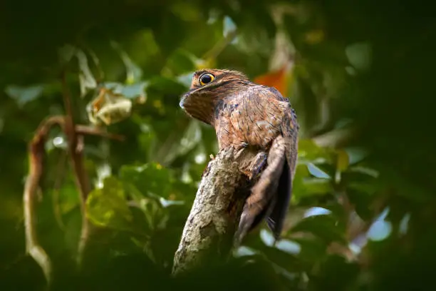 Common Potoo, Nyctibius griseus, hidden on the tree trunk, wildlife from Asa Wright Nature Centre on Trinidad.