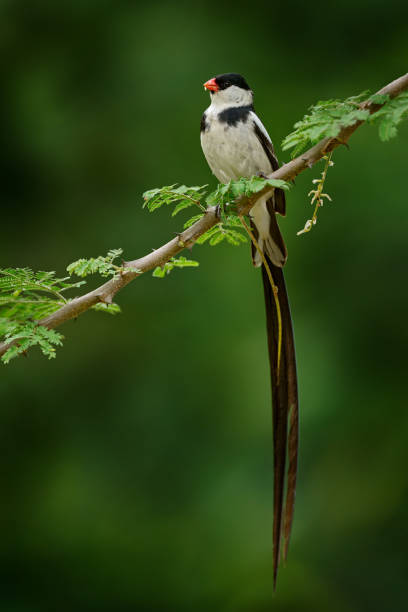 Pin-tailed whydah, Vidua macroura, small songbird with long tail sitting on the tree branch in the green vegetation. Black gray whydah, in the nature habitat, Murchison NP, Uganda in Africa. Black bird, wildlife Uganda. whydah de cola de alfiler, vidua macroura, pequeño pájaro cantor con cola larga sentado en la rama del árbol en la vegetación verde. negro gris whydah, en el hábitat de la naturaleza, murchison np, uganda en África. pájaro negro, vida silvestre ugan