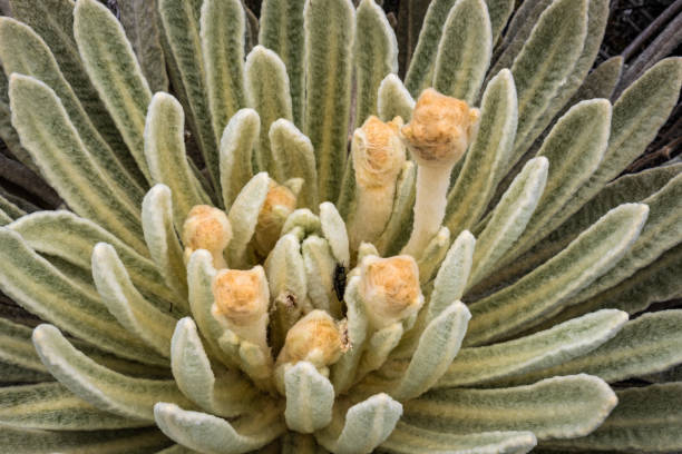 Frailejon plant, Merida State, Venezuela Frailejon is an endemic plant that grows above 2800 over sea level and is found all over Cordillera de Los Andes in South America. Also known as mule´s ears landscape of the mountains in merida venezuela stock pictures, royalty-free photos & images