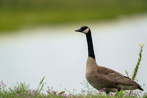A Canada Goose, Branta canadensis, in a Michigan meadow in front of out of focus water.  There are wildflowers on the ground and a light color background with room for text.