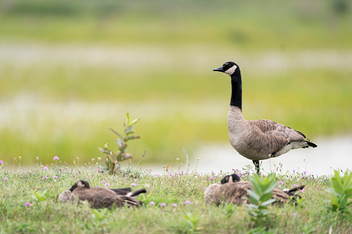 Three Canada Geese in Meadow