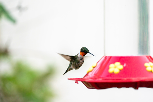 A male Ruby-throated Hummingbird, Archilochus colubris, hovers over a red and yellow hummingbird feeder.  Hummingbirds area favorite of bird watchers and readily come to backyard bird feeders.
