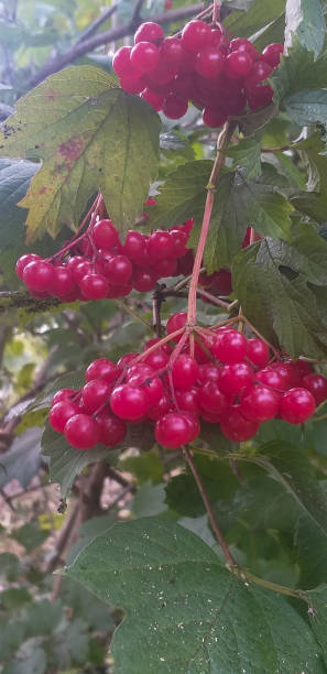 istock Red ripe guelder rose berries among green leaves. Vertical background. 1418820593