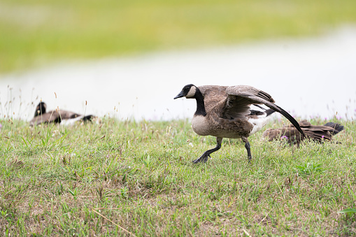 Three Canada Goose, Branta canadensis, in a Michigan meadow one stands with wings out while the other two have heads tucked under wing.  There are wildflowers on the ground and a green background with room for text.