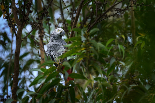 African Grey Parrot, Psittacus erithacus, sitting on the branch, Uganda, Africa. Wildlife scene from nature. Parrot in green vegetation. Wildlife scene from nature.