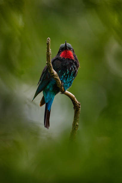 istock Forest bee eater. Black bee-eater, Merops gularis, bird. African tropical rainforest. Black bee-eater sitting on tree branch in the Kibale National Park in Uganda, Africa. Wildlife nature. 1418820816