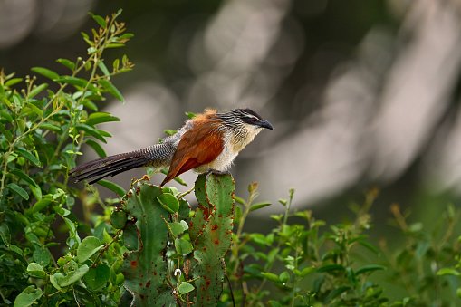 White-browed coucal or lark-heeled cuckoo, bird in family Cuculidae, sitting in branch in wild nature. Big bird coucal in habitat, Cyperus papyrus, Victoria Nile river, Uganda in Africa