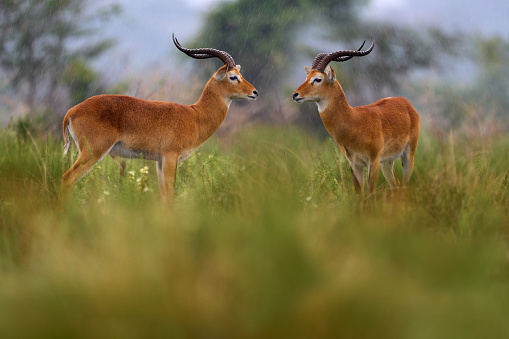 Ugandan kob, Kobus kob thomasi, rainy day in the savannah. Kob antelope in the green vegetation during the rain, Queen Elizabeth NP in Uganda, Africa. Cute antelope in the nature habitat, wildlife.
