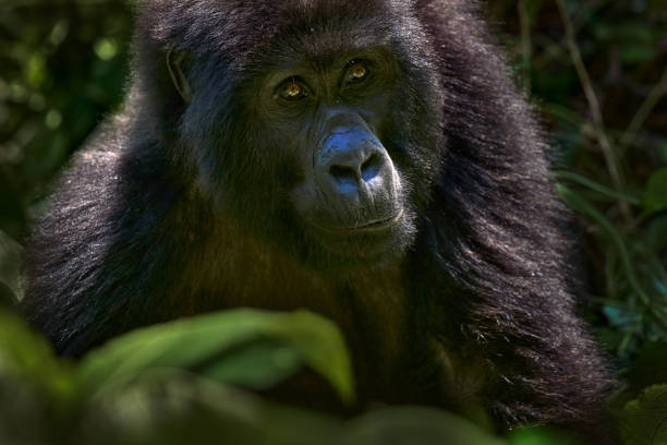 Gorilla - wildlife close-up portrait . Mountain gorilla, Mgahinga National Park in Uganda. Detail head portrait with beautiful eyes. Wildlife scene from nature. Africa. mammal in green vegetation. gorila - retrato de primer plano de la vida silvestre. gorila de montaña, parque nacional mgahinga en uganda. detalle retrato de cabeza con hermosos ojos. escena de la vida silvestre de la naturaleza. África. mamífero en vegetación verde.