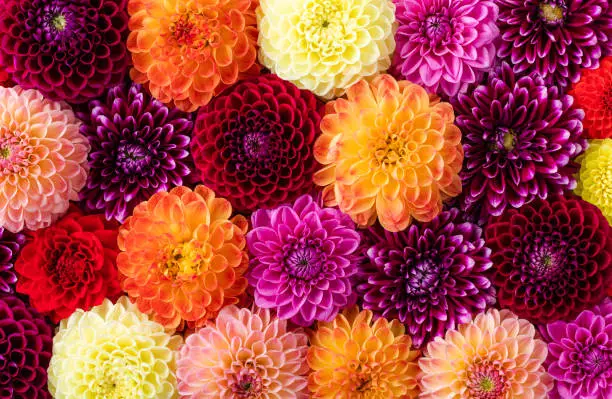 Colorful fresh autumn dahlia flowers pattern as background. Top view.