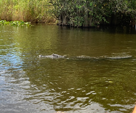 USA -Miami - Everglades Park with its vegetation, swamps... and its crocodiles