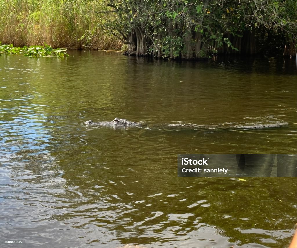 USA - Miami - Everglades Park USA -Miami - Everglades Park with its vegetation, swamps... and its crocodiles Alligator Stock Photo