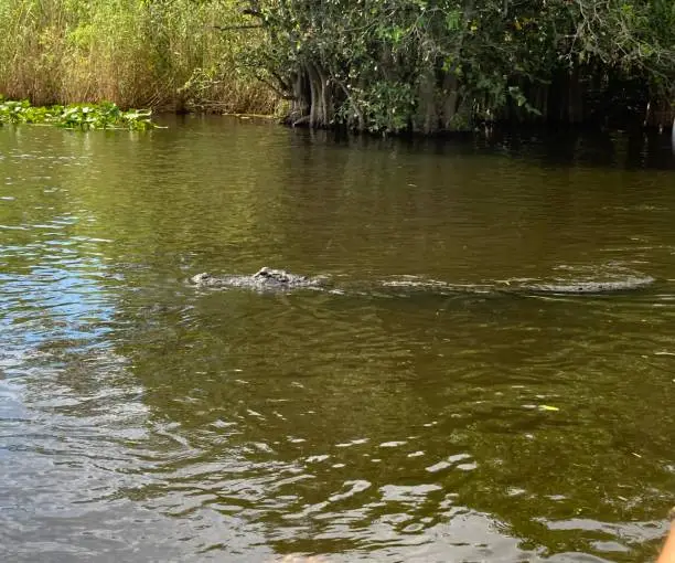 Photo of USA - Miami - Everglades Park