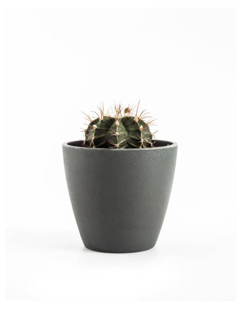 istock Gymnocalycium mihanovichii cactus in a pot isolated on white background 1418823087