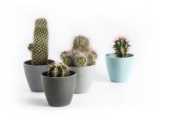 istock Potted cacti isolated on white background 1418823134