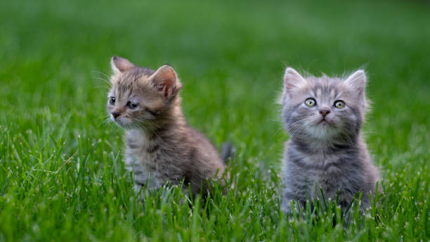 istock Two small kittens kitten sits on the green grass. 1418823159