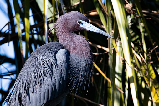 Beautiful hues of colors highlight breeding plumage of Little Blue Heron in St. Augustine, Florida