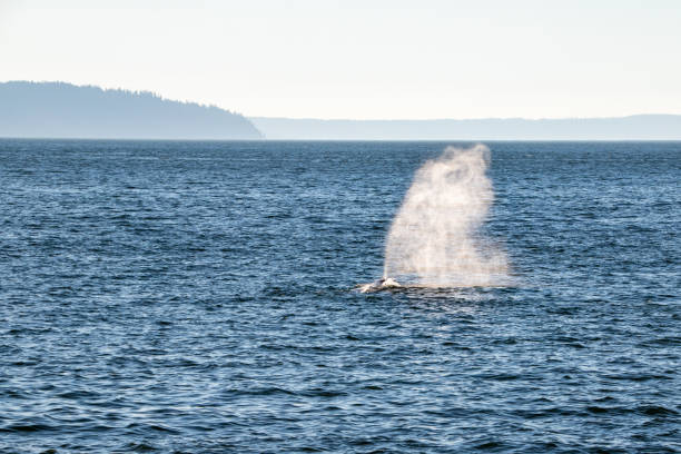 Gray Whale spouting water taken from Pigeon Creek Park looking out on the Puget Sound