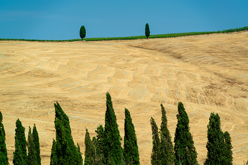 Italy. Tuscany. Hilly landscape of the beautiful southern Tuscany in summer.