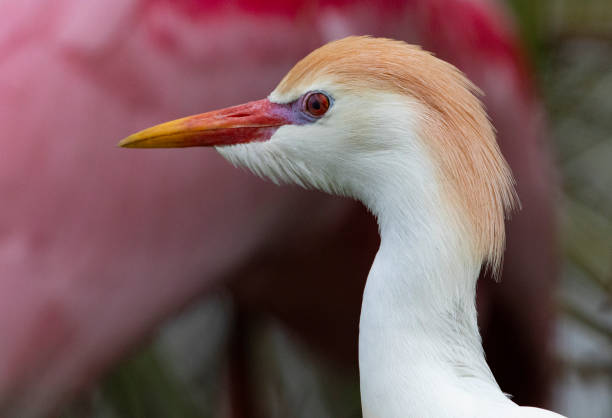 istock Cattle Egret Head Portrait with pink spoonbill in background 1418827138