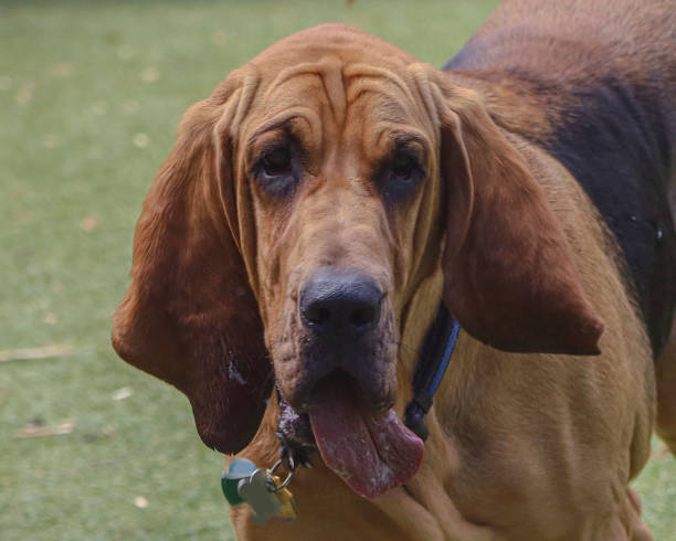 istock Large bloodhound dog 1418827606