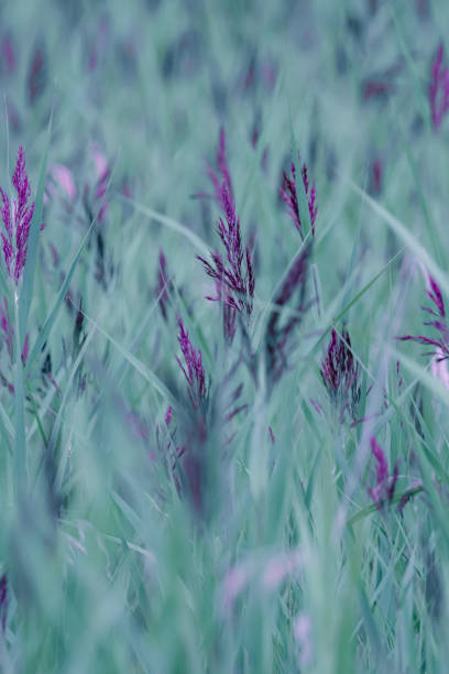 purple moor grass , molinia caerulea light green colored swamp or moor grass with purple stalks, molinia caerulea, pattern molinia caerulea stock pictures, royalty-free photos & images