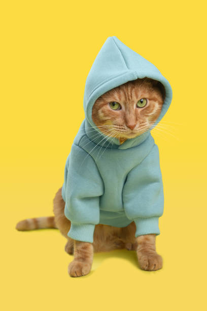 Portrait of a ginger cat with green eyes wearing in a blue sweatshirt on the yellow background. Portrait of a ginger cat with green eyes wearing in a blue sweatshirt on the yellow background. black cat costume stock pictures, royalty-free photos & images