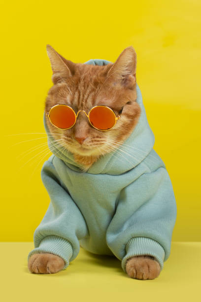 Ginger cat in a blue sweatshirt and sunglasses, sitting at the table Ginger cat in a blue sweatshirt and sunglasses, sitting at the table black cat costume stock pictures, royalty-free photos & images