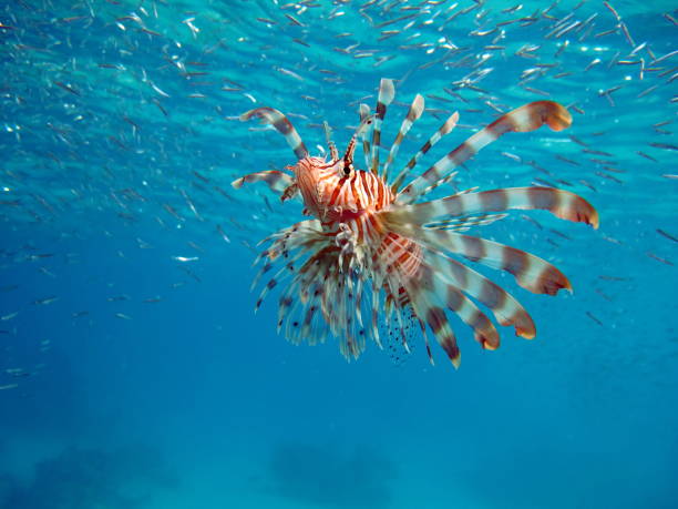 istock Lion Fish in the Red Sea. 1418829467