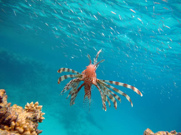 istock Lion Fish in the Red Sea. 1418829523